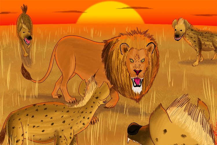 Lions and hyenas compete for food 